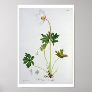 Póster Anêmona de madeira de "Phytographie Medicale" por
