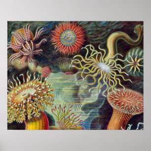 Póster Anêmona-do-Mar Natureza Científica Oceano