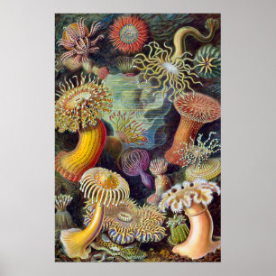 Poster Anêmona-do-Mar Natureza Científica Oceano