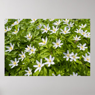 Poster Anêmona-dos-bosques