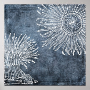 Poster Anêmona marinha Cores d'água Oceano Azul Branco