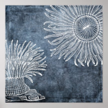 Anêmona Marítima Aquarela Oceano Azul Branco