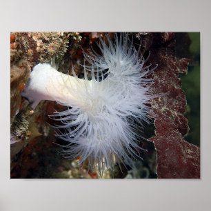 Póster Anemona Plumose (Metridium farcimen) - Arte Fina