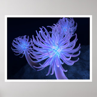 Póster Anemonas