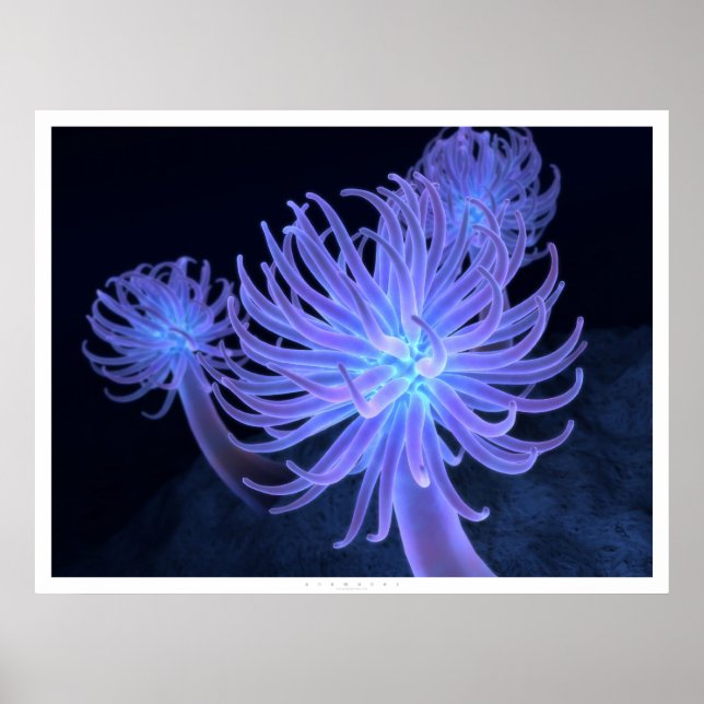 Póster Anemonas (Frente)
