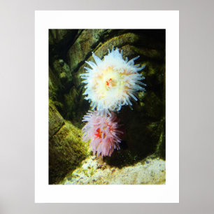 Póster Anêmonas do mar