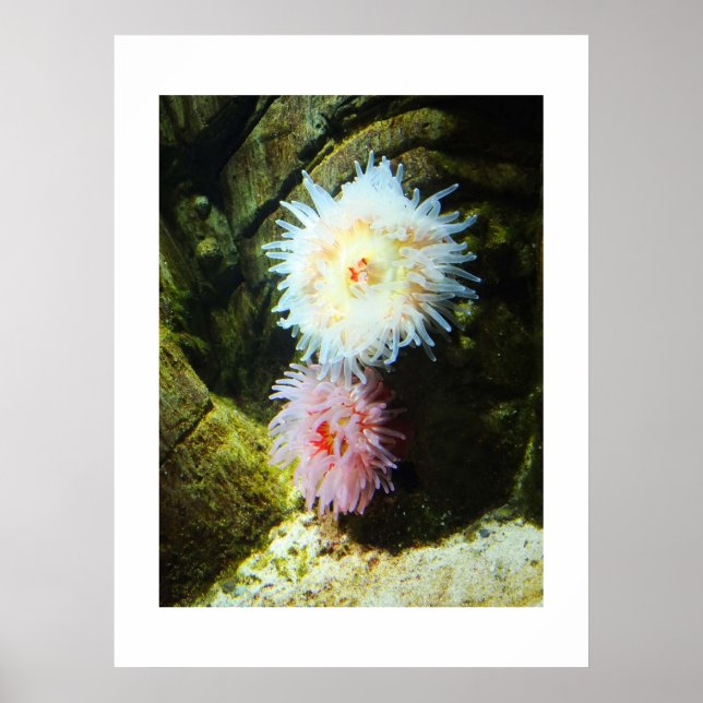Póster Anêmonas do mar (Frente)