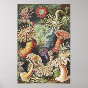 Poster Anêmonas do Mar, Actiniae Seeanemonen Ernst Haeck