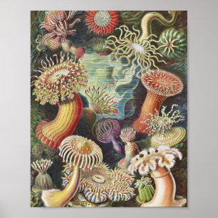 Poster Anêmonas do Mar, Actiniae Seeanemonen Ernst Haeck