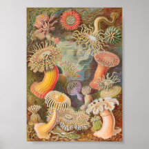 Anêmonas do Mar de Actiniae (Ernst Haeckel)