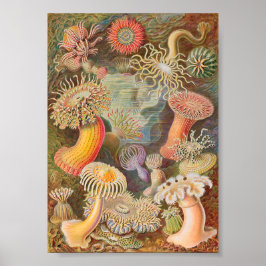 Poster Anêmonas do Mar de Actiniae (Ernst Haeckel)