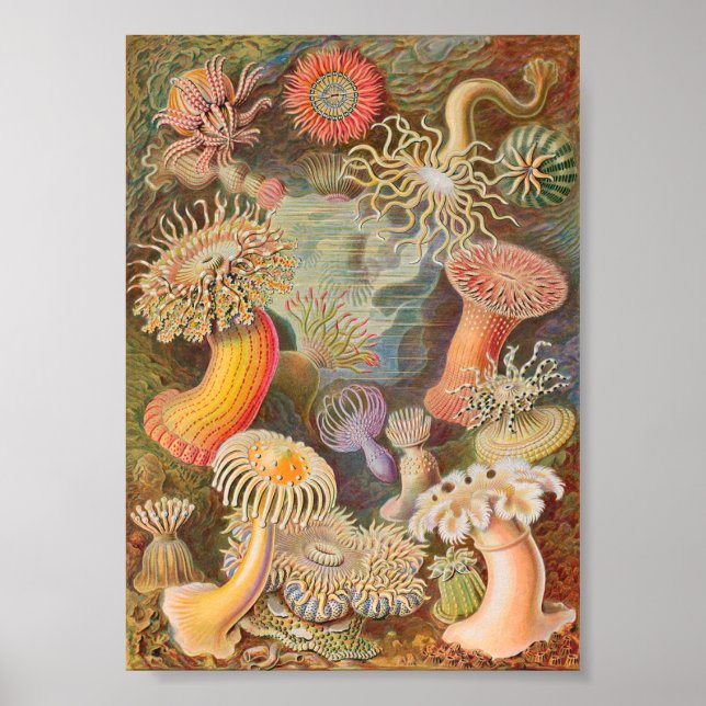 Poster Anêmonas do Mar de Actiniae (Ernst Haeckel) (Frente)
