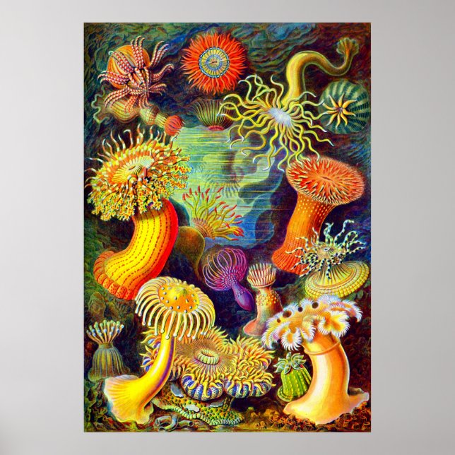 Póster Anêmonas do Mar de Ernst Haeckel (Frente)