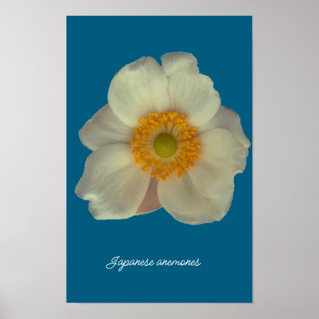 Poster anêmonas japonesas florescem (Frente)