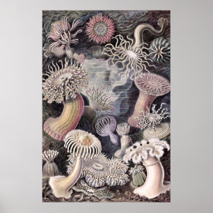 Poster Anêmonas Marinhas Subaquáticas por Ernst Haeckel
