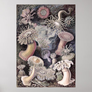 Poster Anêmonas submarinas de Ernst Haeckel