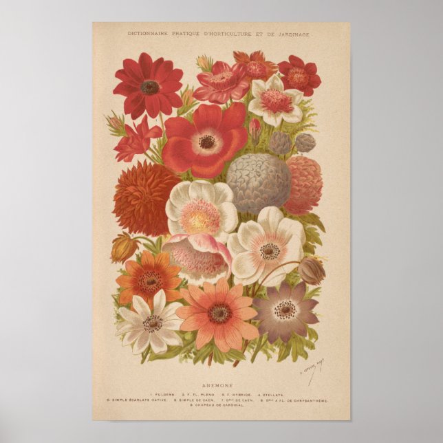 Poster Anemone | George Nicholson (Frente)