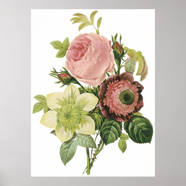 Poster Anemone, Rosa, Clematis (Frente)