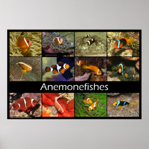 Poster Anemonefócios / Peixes de Palha