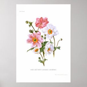 Poster Anemones japoneses