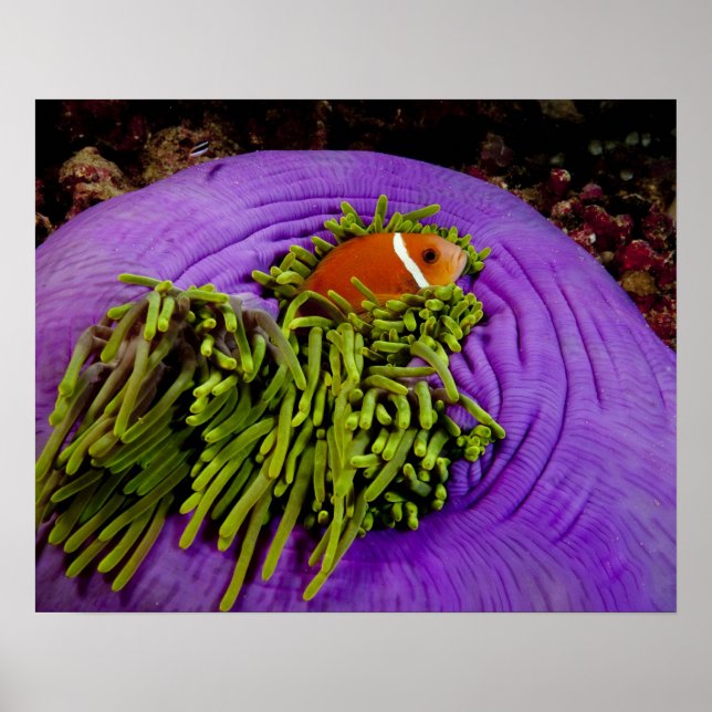 Póster Anêmono e anêmona grande (Frente)