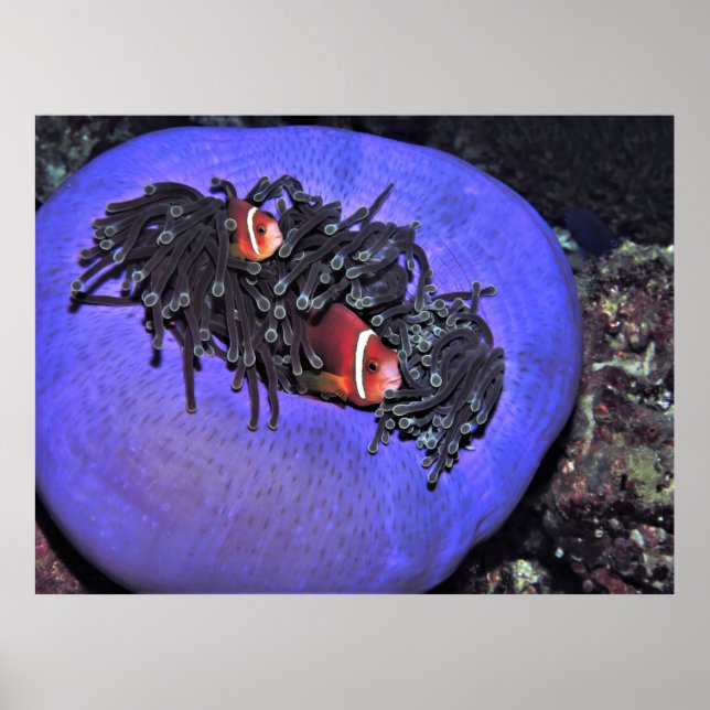 Poster Anenomésio no Agenoma (Frente)