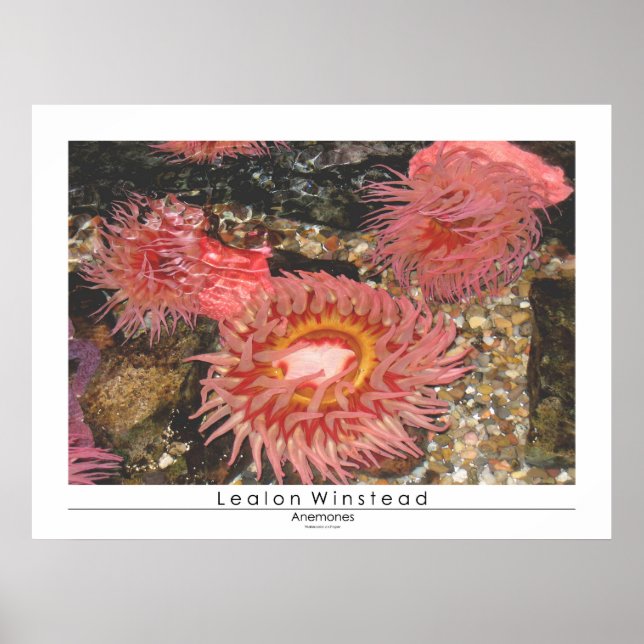 Póster Anenomos (Frente)