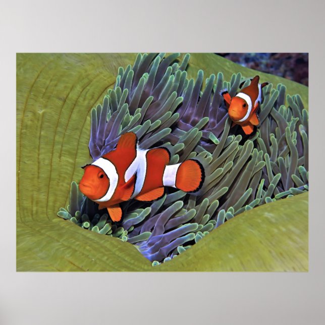 Poster Anenósio vibrante (Frente)