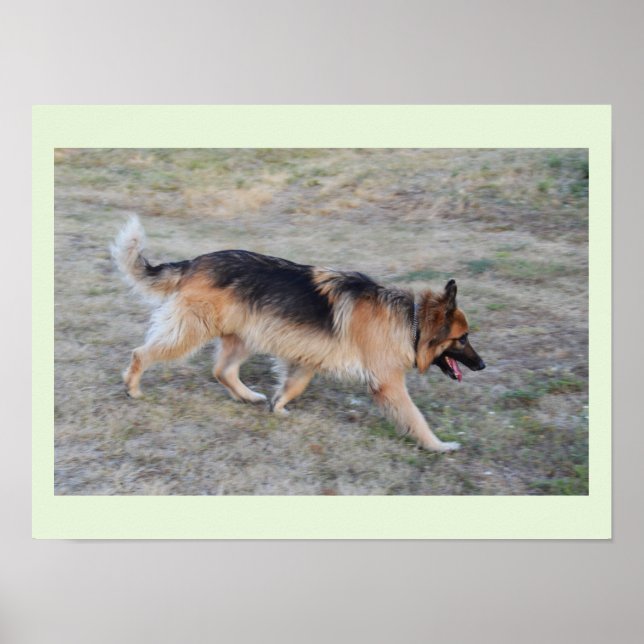 Póster Angel, o cão alsaciano (Frente)