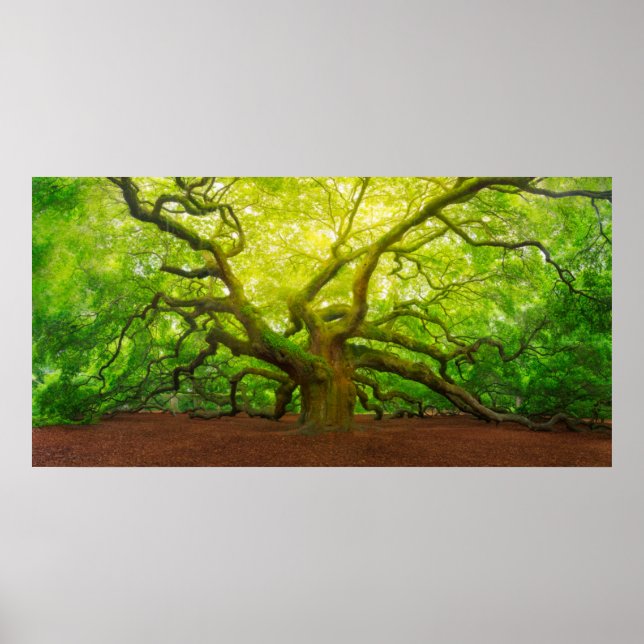 Poster Angel Oak (Frente)