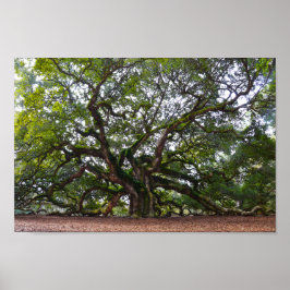 Póster Angel Oak em Johns Island, Carolina do Sul