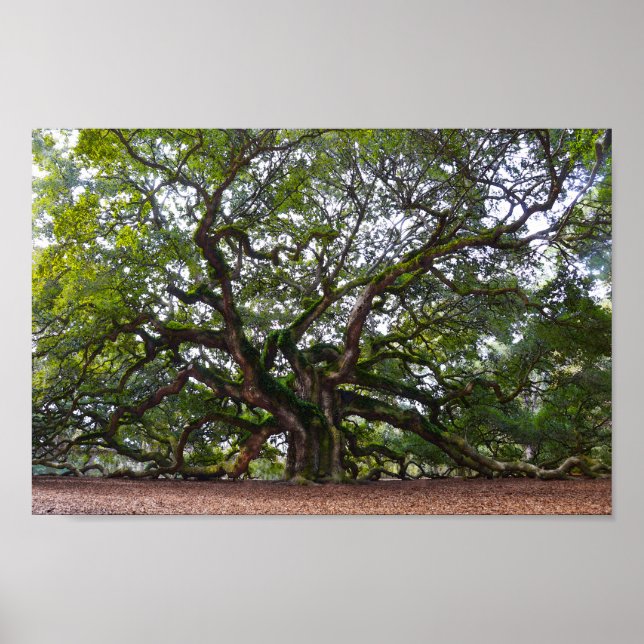 Póster Angel Oak em Johns Island, Carolina do Sul (Frente)