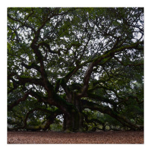Póster Angel Oak na Carolina do Sul