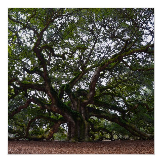 Póster Angel Oak na Carolina do Sul (Frente)