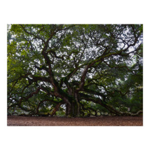 Póster Angel Oak na Carolina do Sul
