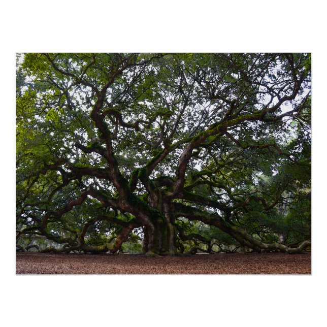 Póster Angel Oak na Carolina do Sul (Frente)