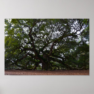 Poster Angel Oak na Ilha de John, Carolina do Sul