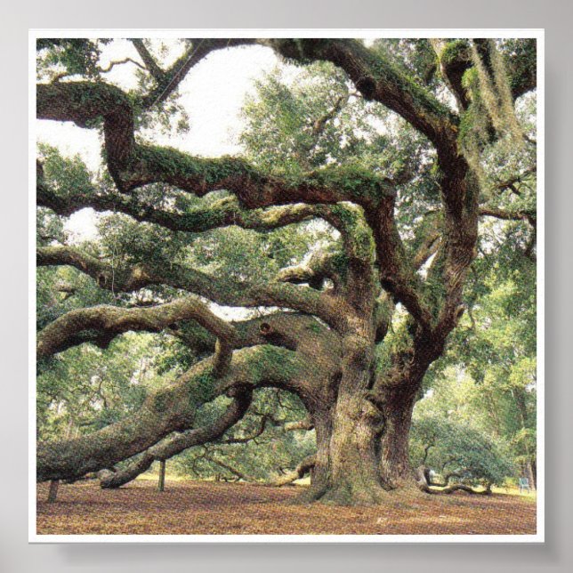 Poster Angel Oak Tree com mil anos (Frente)
