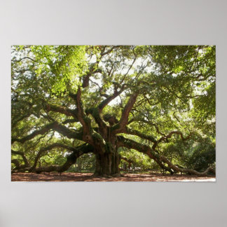 Póster Angel Oak Tree ~ Johns Island, Carolina do Sul