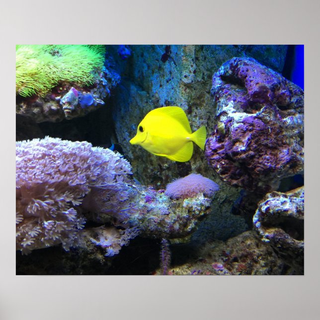 Póster Angelfish amarelo (Frente)