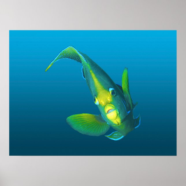 Poster Angelfish - Elegância sobre fundo azul de gradient (Frente)