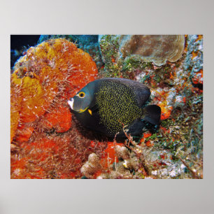 Poster Angelfish francês no coral