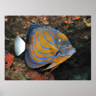 Poster Angelfish Linhado Azul