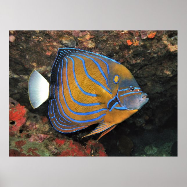 Poster Angelfish Linhado Azul (Frente)