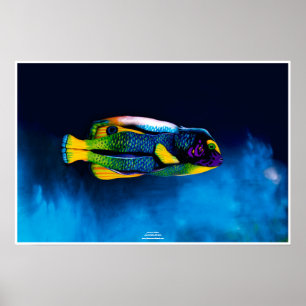 Póster Angelfish por Johannes Stötter