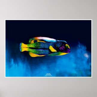 Póster Angelfish por Johannes Stötter