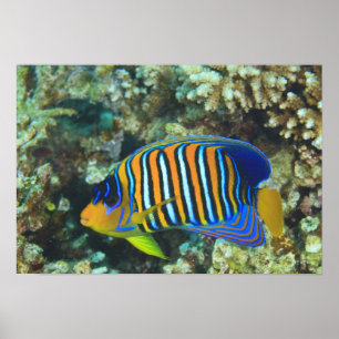 Póster Angelfish régio juvenil Pygoplites