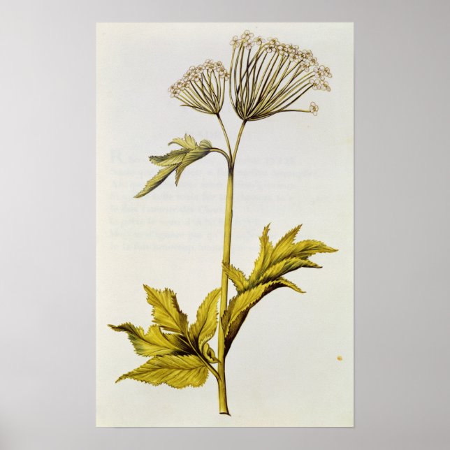 Póster Angélica, de La Guirlande de Julie, c.1642 (Frente)