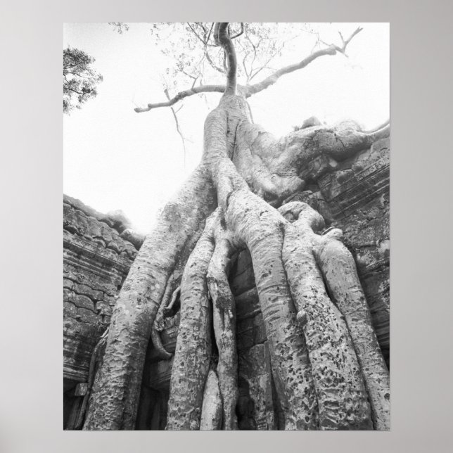 Poster Angkor Camboja, Árvore Ta Prohm (Frente)