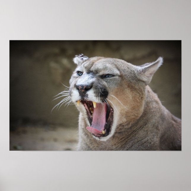 Poster Angry Cougar (Frente)